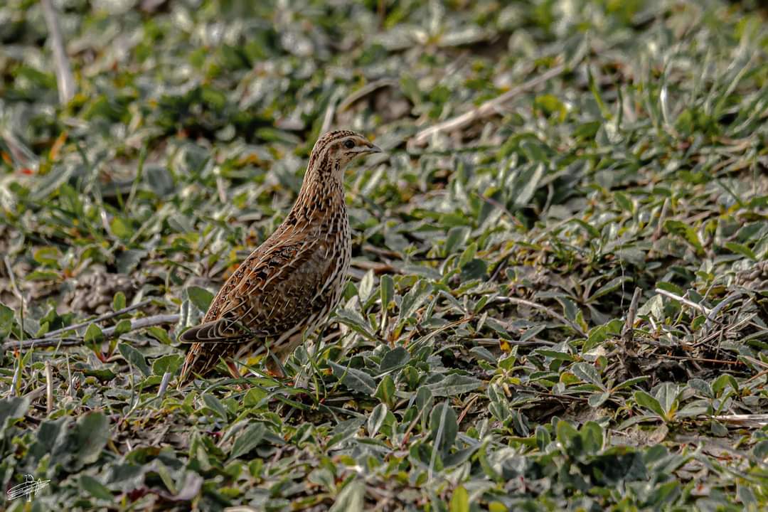 Les oiseaux de la campagne Prémesquoise